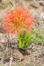 Scadoxus puniceus