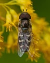 Scaeva pyrastri fly