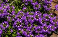 Scaevola aemula Aussie Crawl, Fan Flower, hardy mound forming ground cover with blue mauve fan shaped flowers
