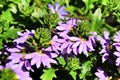 Scaevola Aemula flowers in the garden