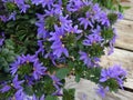 Scaevola aemula 'Top Pot Blue' Royalty Free Stock Photo