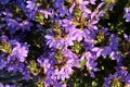 Scaevola Crassifolia Thick Leaved Fan Flower Royalty Free Stock Photo