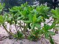 Scaevola taccada, Sea Lettuce Royalty Free Stock Photo