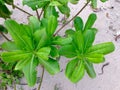 Scaevola taccada, Sea Lettuce Royalty Free Stock Photo