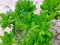 Scaevola taccada, Sea Lettuce Royalty Free Stock Photo