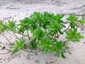 Scaevola taccada, Sea Lettuce Royalty Free Stock Photo