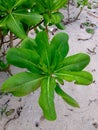 Scaevola taccada, Sea Lettuce Royalty Free Stock Photo