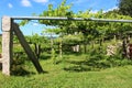 Scaffolded Albarino Grapevines in MeaÃÂ±o Spain Royalty Free Stock Photo