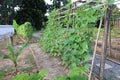 Scaffolding organic farm to grow cucumbers of Thai farmers.