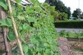 Scaffolding organic farm to grow cucumbers of Thai farmers.