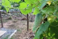 Scaffolding organic farm to grow cucumbers of Thai farmers.