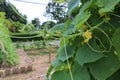 Scaffolding organic farm to grow cucumbers of Thai farmers.