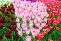 Scagit Valley Tulip Festival in Washington. Royalty Free Stock Photo