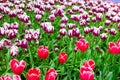 Scagit Valley Tulip Festival in Washington.