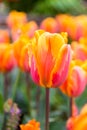 Scagit Valley Tulip Festival in Washington.