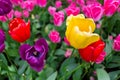 Scagit Valley Tulip Festival in Washington. Royalty Free Stock Photo