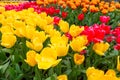 Scagit Valley Tulip Festival in Washington. Royalty Free Stock Photo