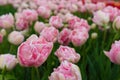 Scagit Valley Tulip Festival in Washington.