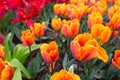 Scagit Valley Tulip Festival in Washington. Royalty Free Stock Photo