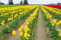 Scagit Valley Tulip Festival in Washington.