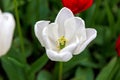 Scagit Valley Tulip Festival in Washington.