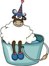 Cute sheep sitting bucket water