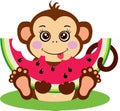 Cute monkey sitting eating a slice of watermelon