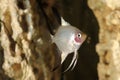 Scalar anglefish. Aquarium macro closeup background