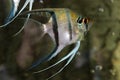 Scalar anglefish. Aquarium macro closeup background