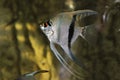 Scalar anglefish. Aquarium macro closeup background