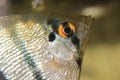 Scalar anglefish face. Aquarium macro closeup background