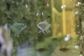 Scalar anglefish looking in his reflection. Aquarium macro closeup background