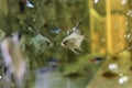 Scalar anglefish looking in his reflection. Aquarium macro closeup background