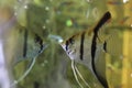 Scalar anglefish looking in his reflection. Aquarium macro closeup background