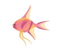 Scalar aquarium fish isolated on white graphic Royalty Free Stock Photo