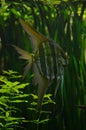 Scalar Pterophyllum altum in aquarium