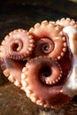 Scalded cooked big octopus, close-up of contracted octopus tentacles