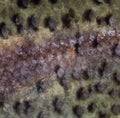 Close-up of rainbow trout scales Royalty Free Stock Photo