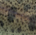 Close-up of skin of rainbow trout