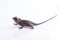 Scale-Bellied Tree Lizard on white background , Lizard of Thailand