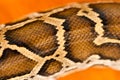 Scale of Burmese python. Royalty Free Stock Photo