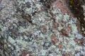 Scale or crustal lichens on a red granite stone. Lichen of parmelia close-up. Nature of Karelia, Russia Royalty Free Stock Photo