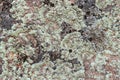 Scale or crustal lichens on a red granite stone. Nature of Karelia, Russia Royalty Free Stock Photo