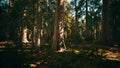 Scale of the giant sequoias of Sequoia National Park Royalty Free Stock Photo