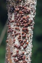 Scale insect Royalty Free Stock Photo