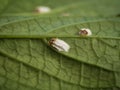 Scale insect or hydrangea scale sucking on a leaf Royalty Free Stock Photo