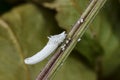 Scale insect Royalty Free Stock Photo