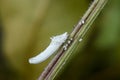 Scale insect Royalty Free Stock Photo