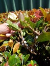 Scale insect pest mealybug on Australian ornamental plant