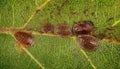 Scale insect Royalty Free Stock Photo